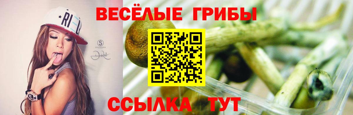 Галлюциногенные грибы Psilocybe Кисловодск
